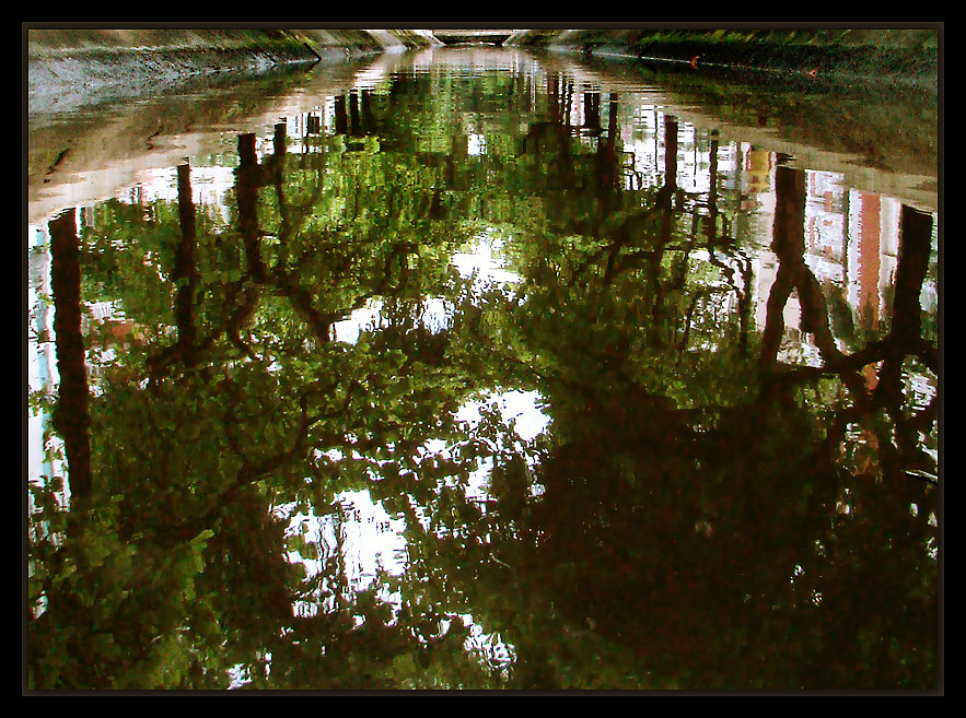 фото "Reflected Trees" метки: пейзаж, вода