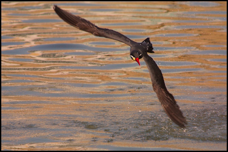 фото "inca tern in evening light" метки: природа, дикие животные