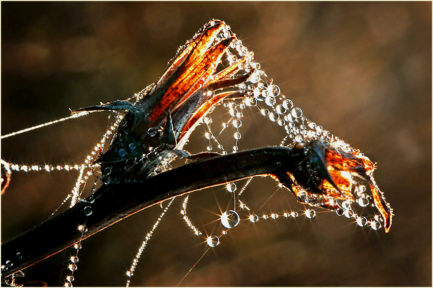 photo "***" tags: macro and close-up, 