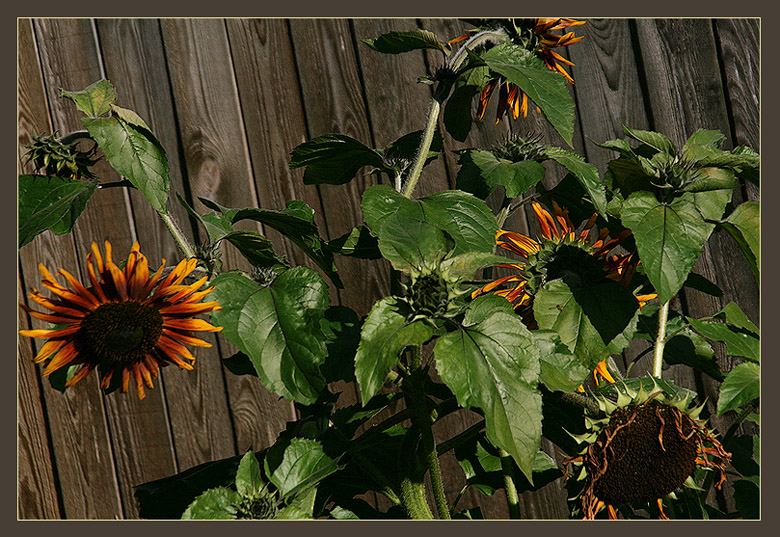 photo "The rustic picture" tags: nature, landscape, flowers