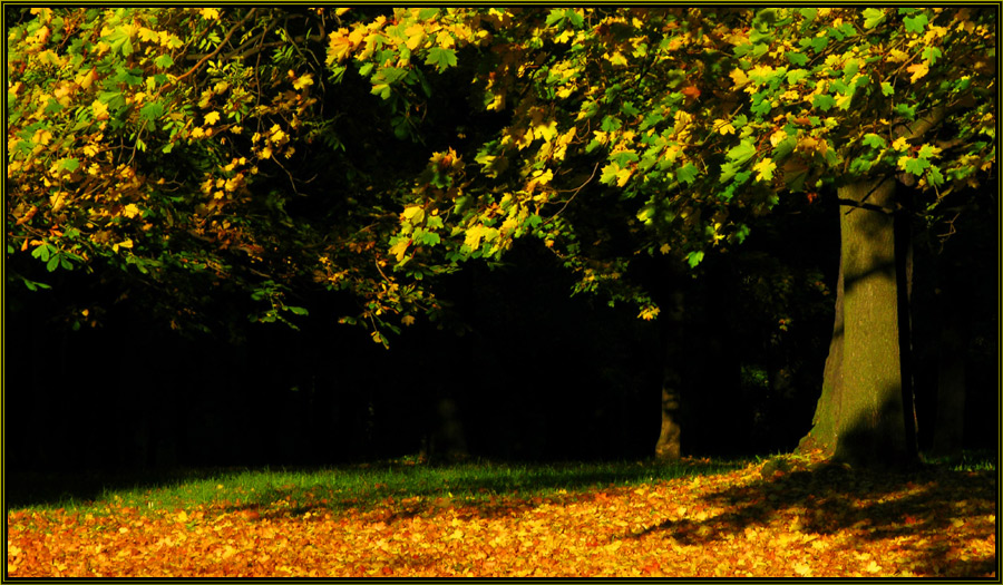 photo "***" tags: landscape, forest
