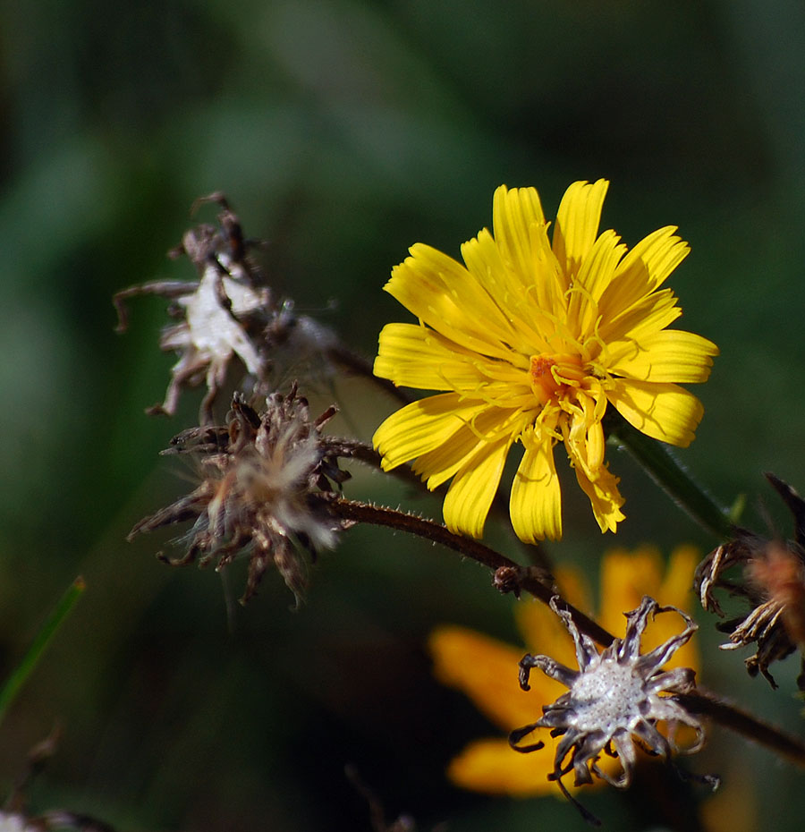 photo "***" tags: nature, flowers