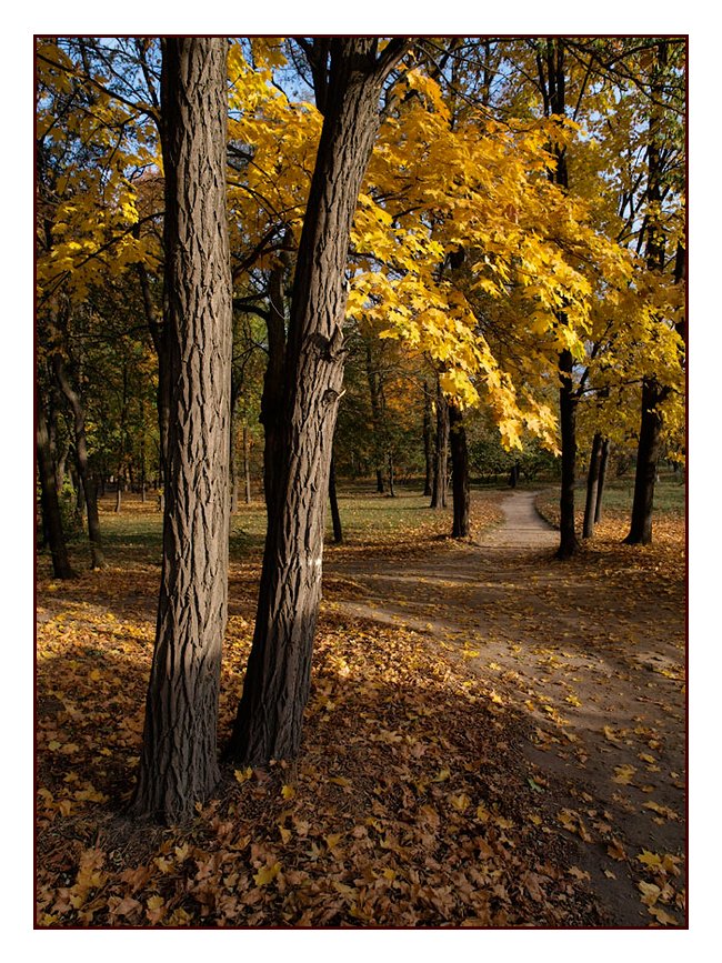 фото "Утро в парке 2" метки: пейзаж, лес, осень