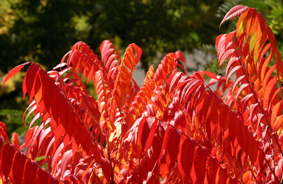 фото "Цвета осени: красный / Autumn Colors: Red" метки: пейзаж, осень
