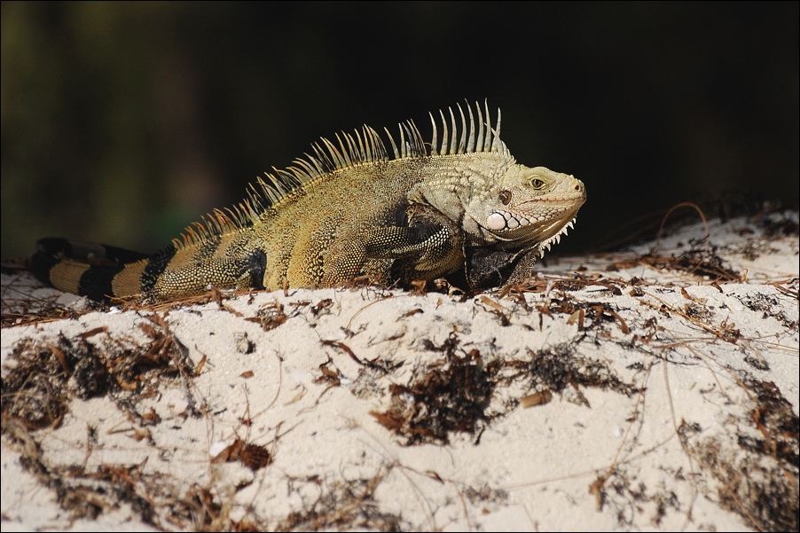 photo "Crouching dragon :)" tags: nature, wild animals