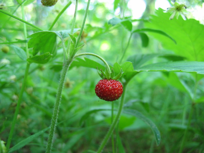 photo "***" tags: macro and close-up, 