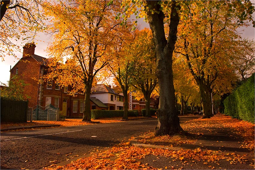 photo "Donegal park" tags: landscape, 