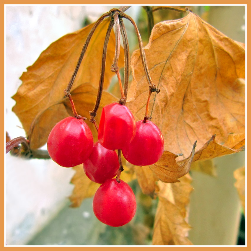 photo "Guelder-rose" tags: nature, flowers