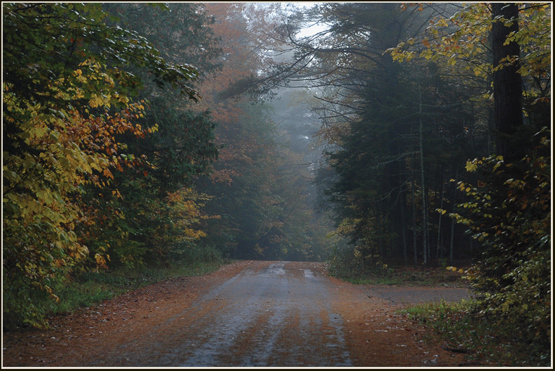 photo "Прогулка по дороге, мокрой от дождя." tags: landscape, autumn, forest