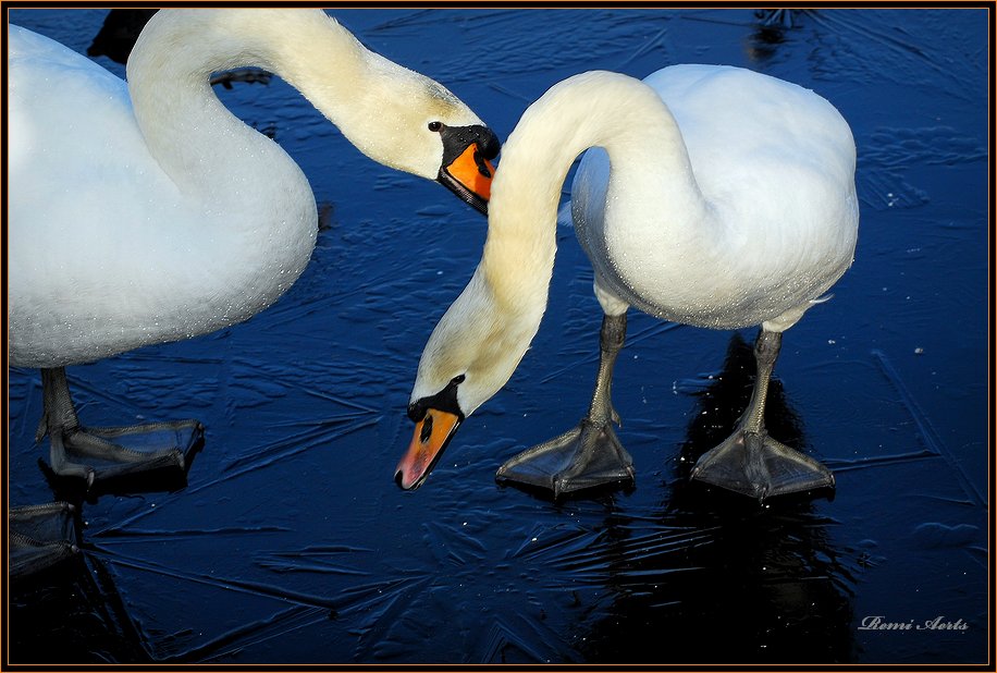 photo "on ice" tags: nature, reporting, pets/farm animals