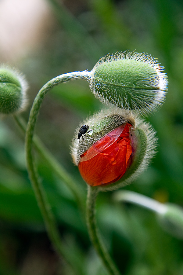 photo "***" tags: nature, macro and close-up, flowers