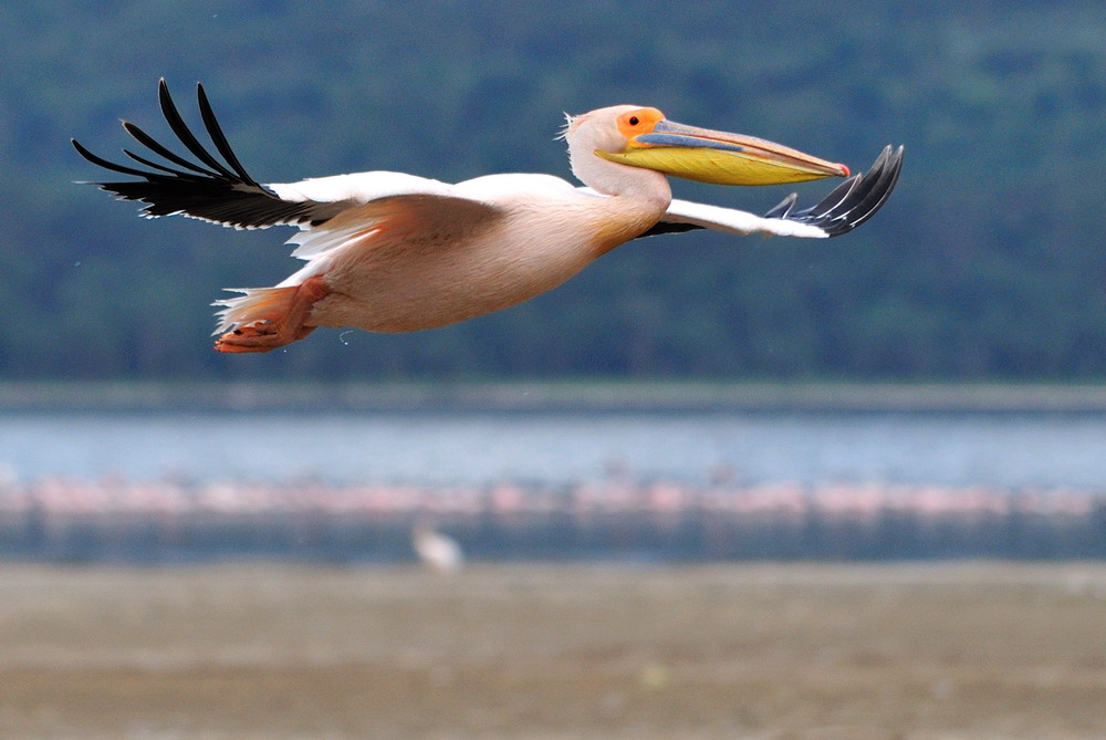 фото "пролетая над озером Накуру" метки: , 
