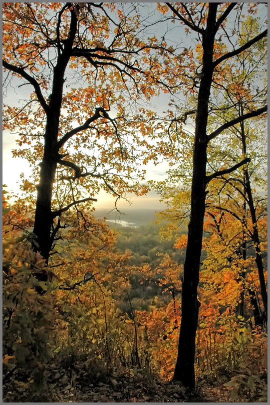 фото "Утро в лесу..." метки: пейзаж, осень