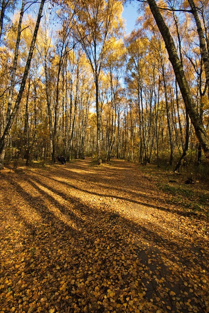 photo "***" tags: landscape, autumn, forest