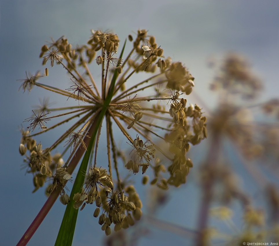 photo "***" tags: nature, genre, 