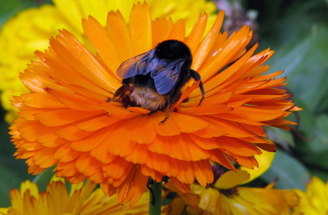 photo "Bumble Bee on Marigold." tags: nature, insect