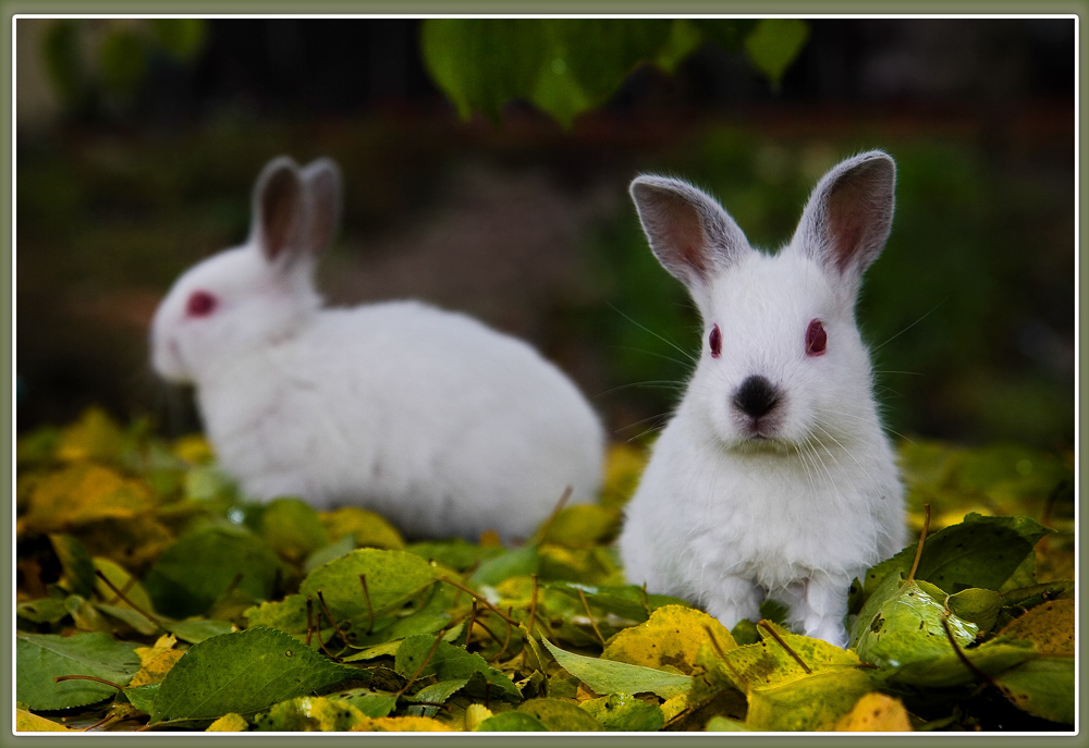 photo "***" tags: nature, pets/farm animals