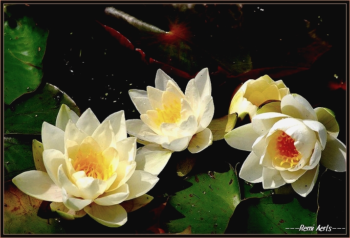 photo "yellow waterlily" tags: nature, landscape, flowers, water