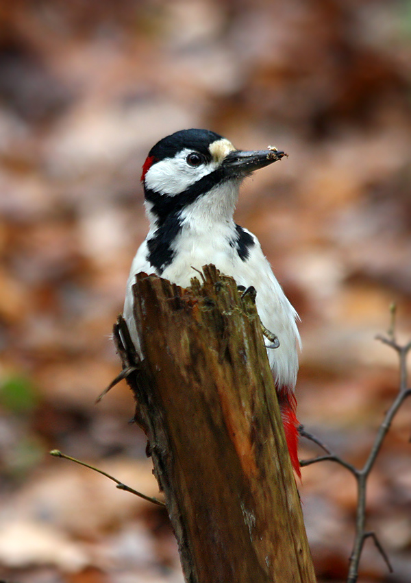 photo "***" tags: nature, wild animals