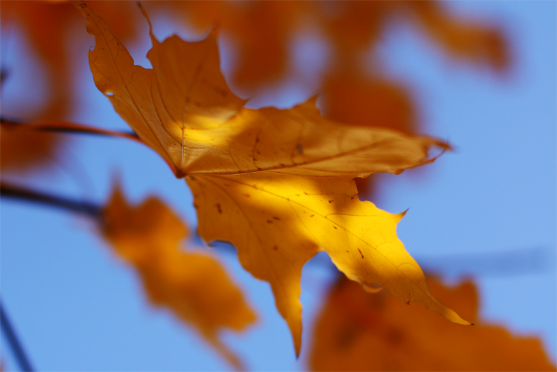 фото "Листья желтые" метки: пейзаж, осень