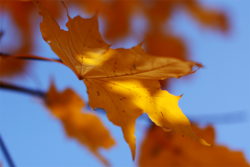 photo "***" tags: landscape, autumn