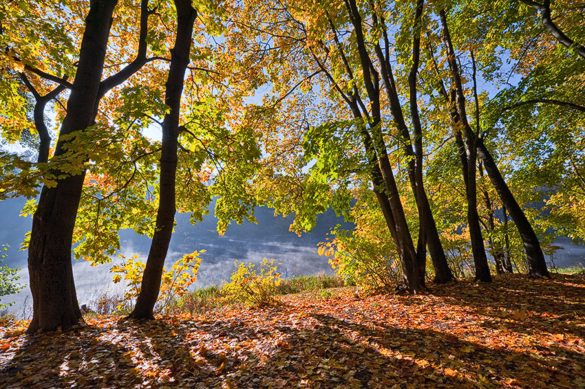 photo "Golden autumn in the park" tags: landscape, autumn