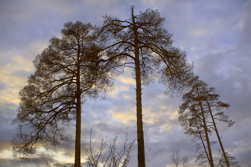 photo "***" tags: landscape, forest