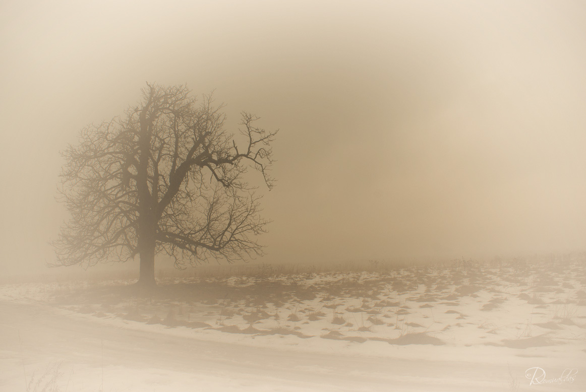 фото "Сам за себя" метки: пейзаж, зима