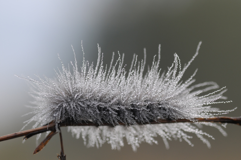 photo "***" tags: macro and close-up, nature, insect