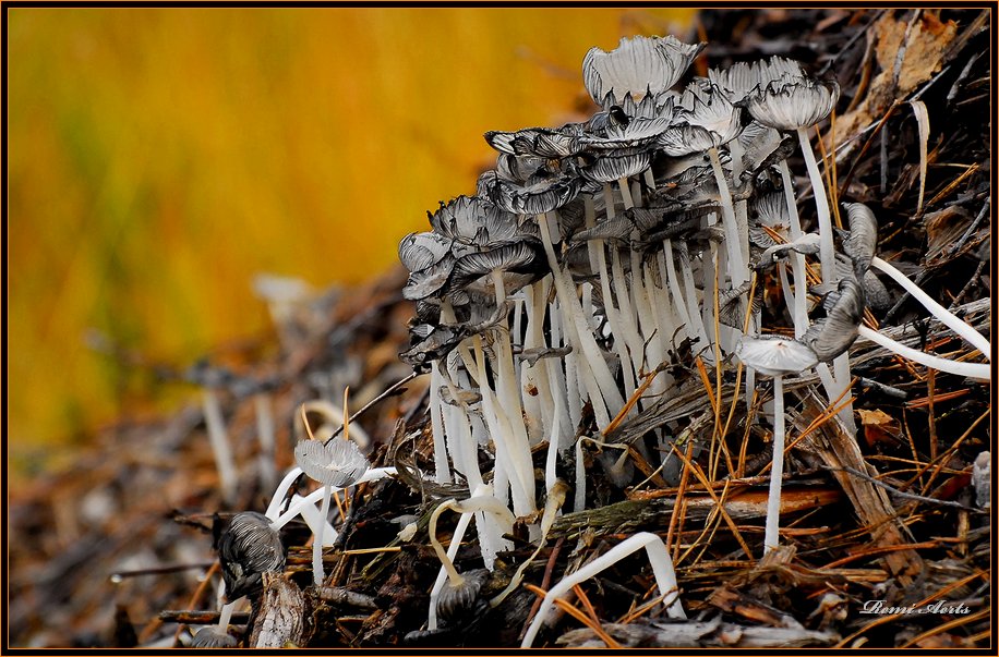 photo "frail mushrooms" tags: nature, macro and close-up, flowers