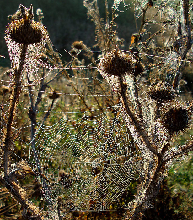 photo "...autumn..." tags: nature, macro and close-up, 