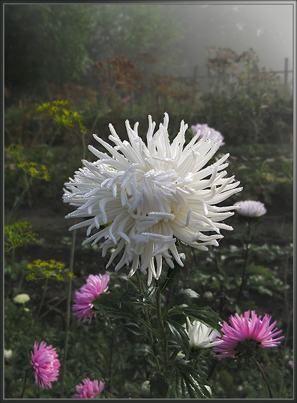 photo "Foggy morning" tags: nature, landscape, autumn, flowers