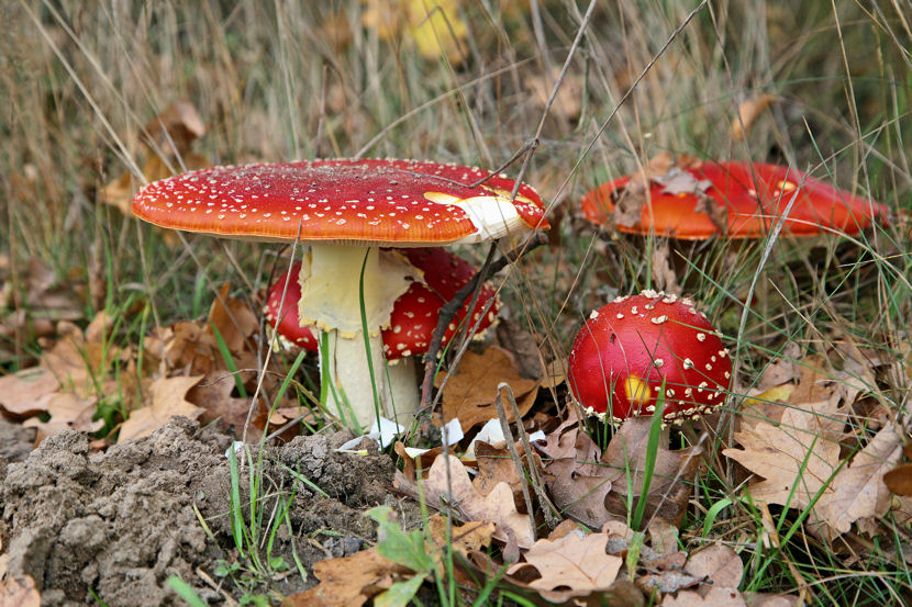фото "autumn" метки: природа, цветы