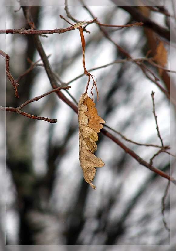 photo "***" tags: macro and close-up, 