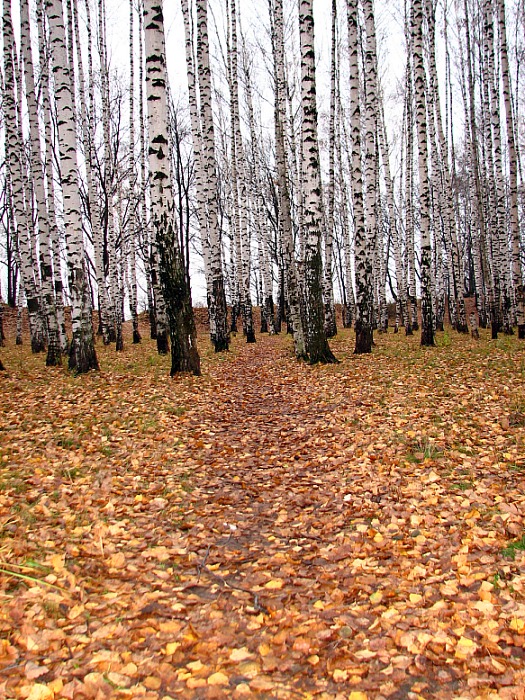 фото "по порядку расчитайсь:)" метки: пейзаж, лес, осень