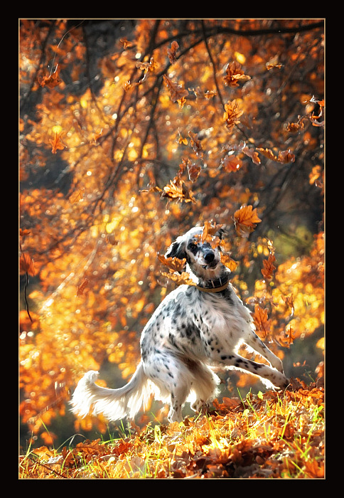 фото "Вот она какая осень...." метки: природа, домашние животные