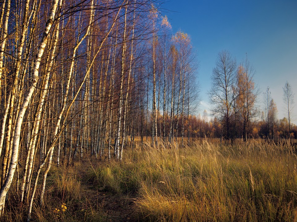 photo "October evening" tags: landscape, autumn