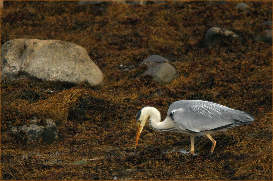 photo "Anything to eat ?" tags: nature, wild animals