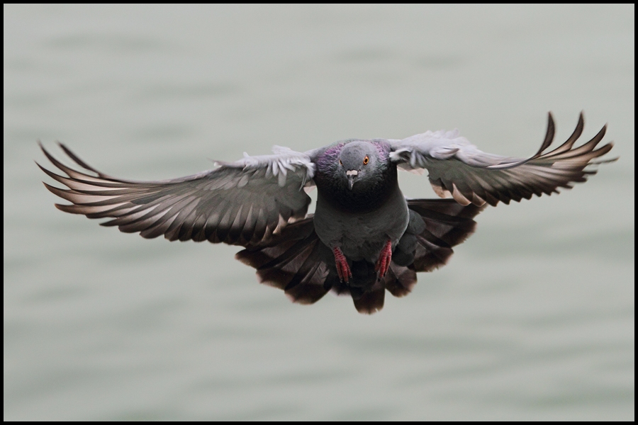 photo "dove" tags: nature, wild animals