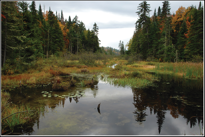 photo "В лесу" tags: landscape, forest, water