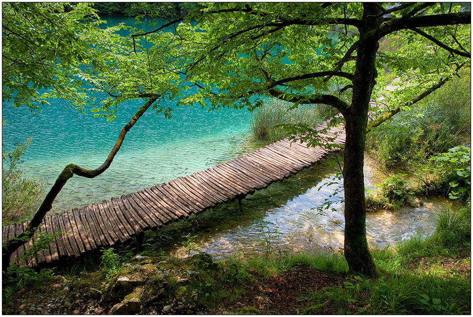 photo "Planked footway of Plitvice-3" tags: landscape, forest, water