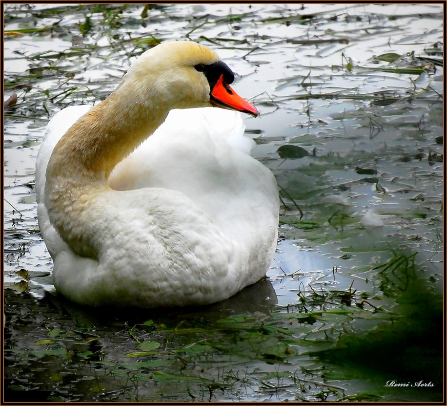 фото "swan" метки: природа, дикие животные