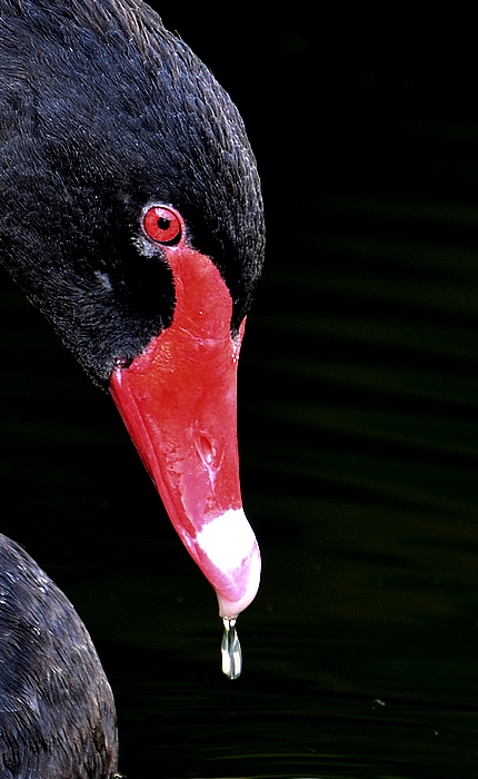 photo "Last drop" tags: nature, wild animals