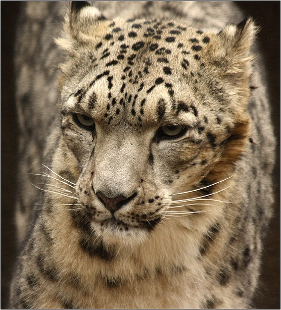 photo "Sight hunter" tags: nature, wild animals
