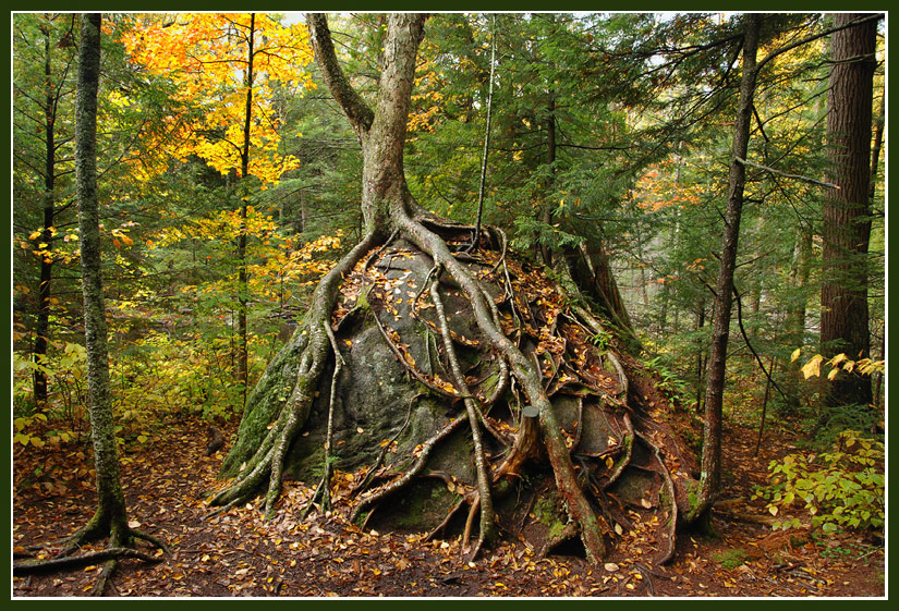 photo "Лесное чудо" tags: landscape, autumn, forest