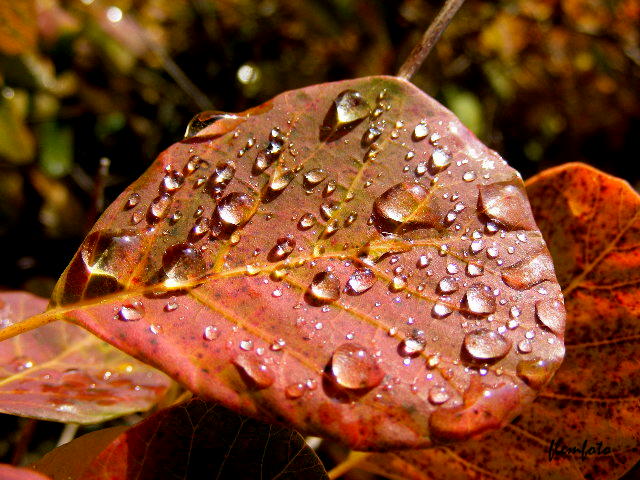 фото "Drop in nature." метки: природа, 