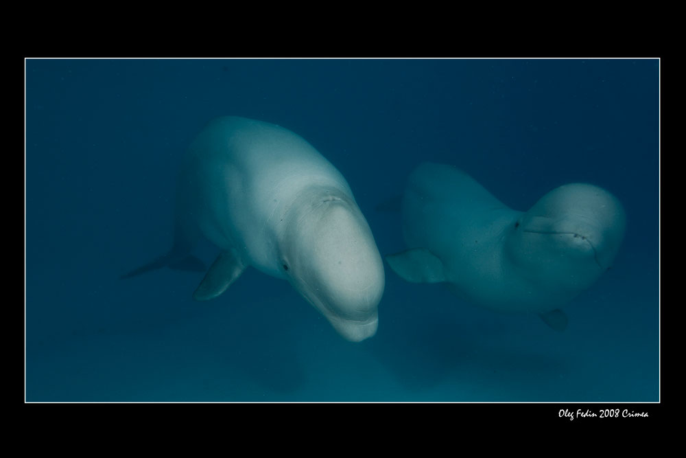 photo "***" tags: underwater, nature, wild animals
