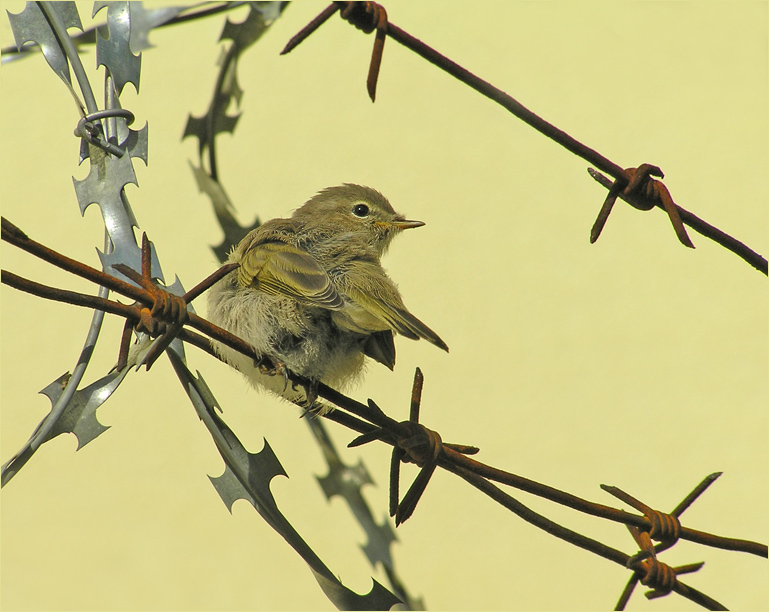 photo "Where am  I?" tags: nature, wild animals