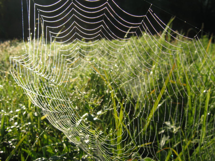 photo "***" tags: macro and close-up, 