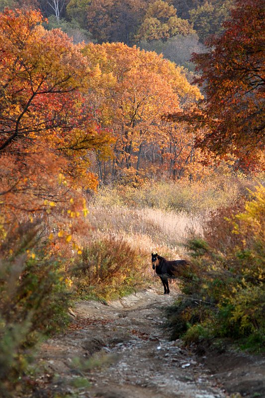 photo "***" tags: landscape, autumn